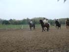 galop-6-7_037
