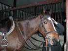 Lamballe_002