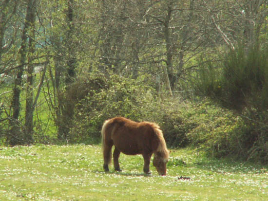 saint-lunaire_081